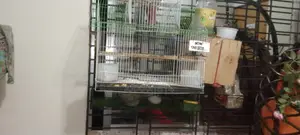 For Sale: Mashallah, Very Beautiful Bird