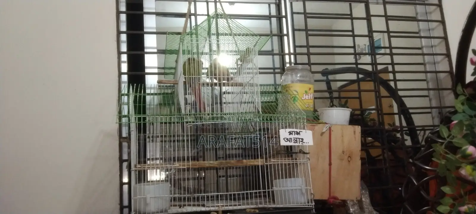 For Sale: Mashallah, Very Beautiful Bird