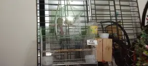 For Sale: Mashallah, Very Beautiful Bird