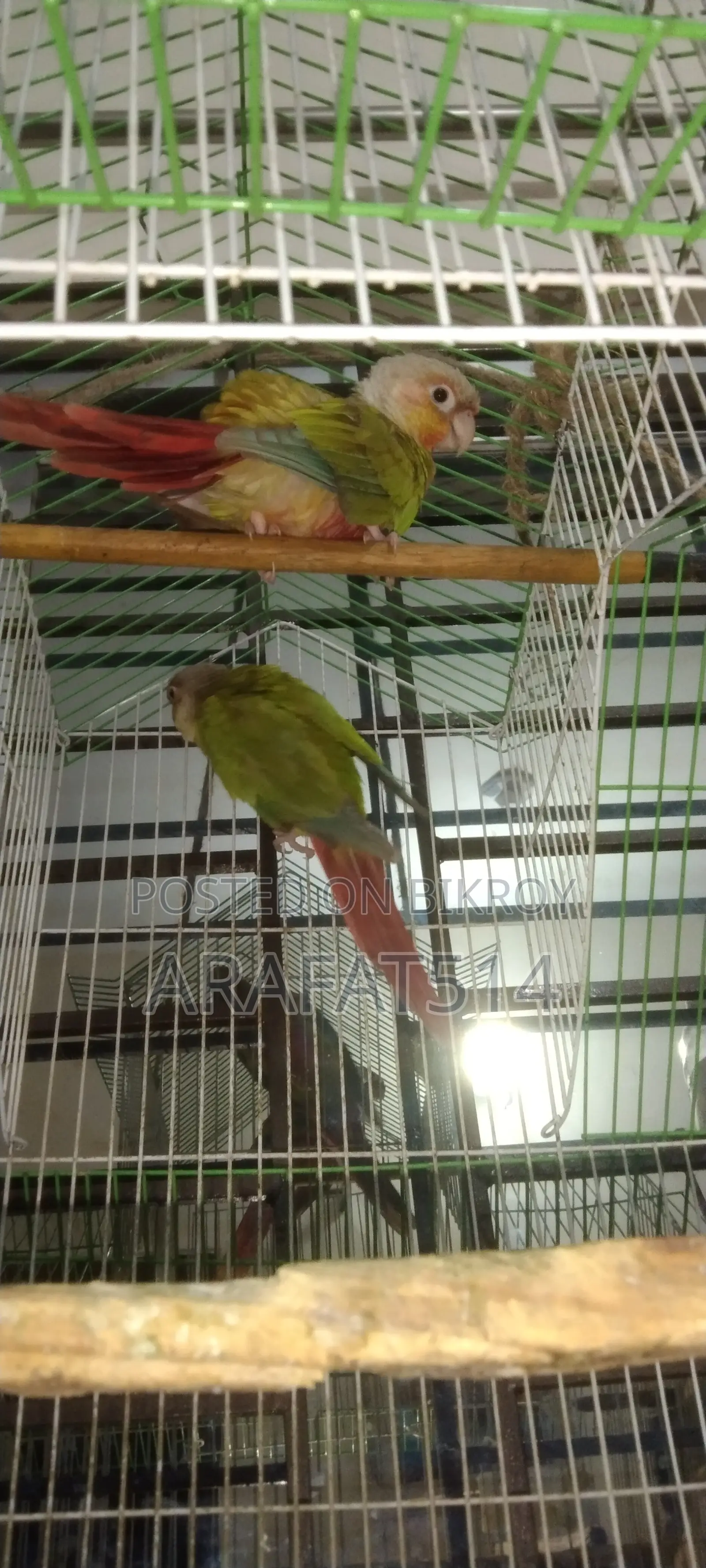 For Sale: Mashallah, Very Beautiful Bird