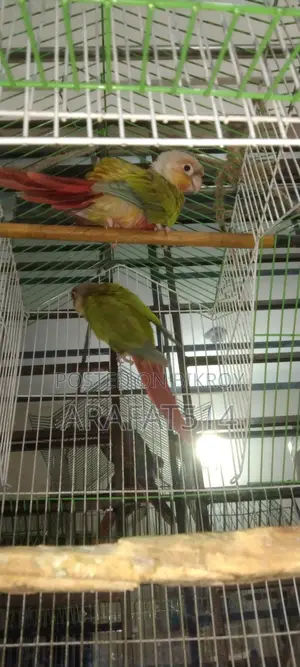 For Sale: Mashallah, Very Beautiful Bird
