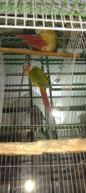 For Sale: Mashallah, Very Beautiful Bird