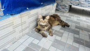 1+ year Male Mixed Breed British Shorthair