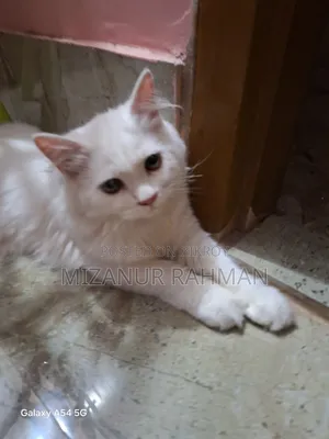 3-6 months Male Purebred Persian