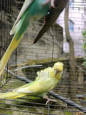 দুইটা জেপি রানিং ফিমেল ও একজোড়া রানিং কোকাটেল