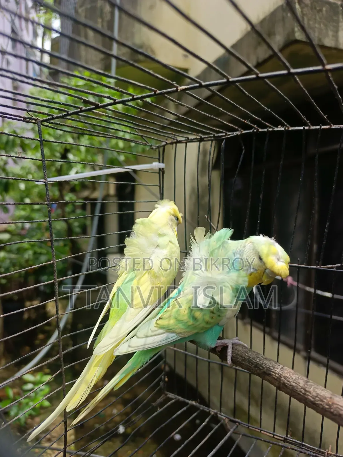 দুইটা জেপি রানিং ফিমেল ও একজোড়া রানিং কোকাটেল