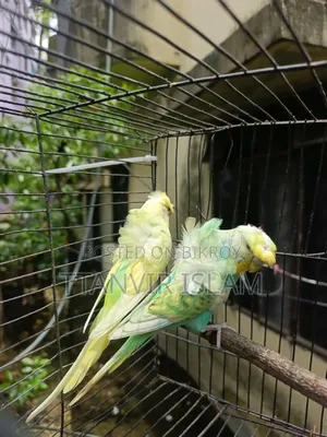 দুইটা জেপি রানিং ফিমেল ও একজোড়া রানিং কোকাটেল