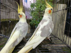 দুইটা জেপি রানিং ফিমেল ও একজোড়া রানিং কোকাটেল