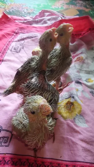 Cockatiel Tame Size Baby