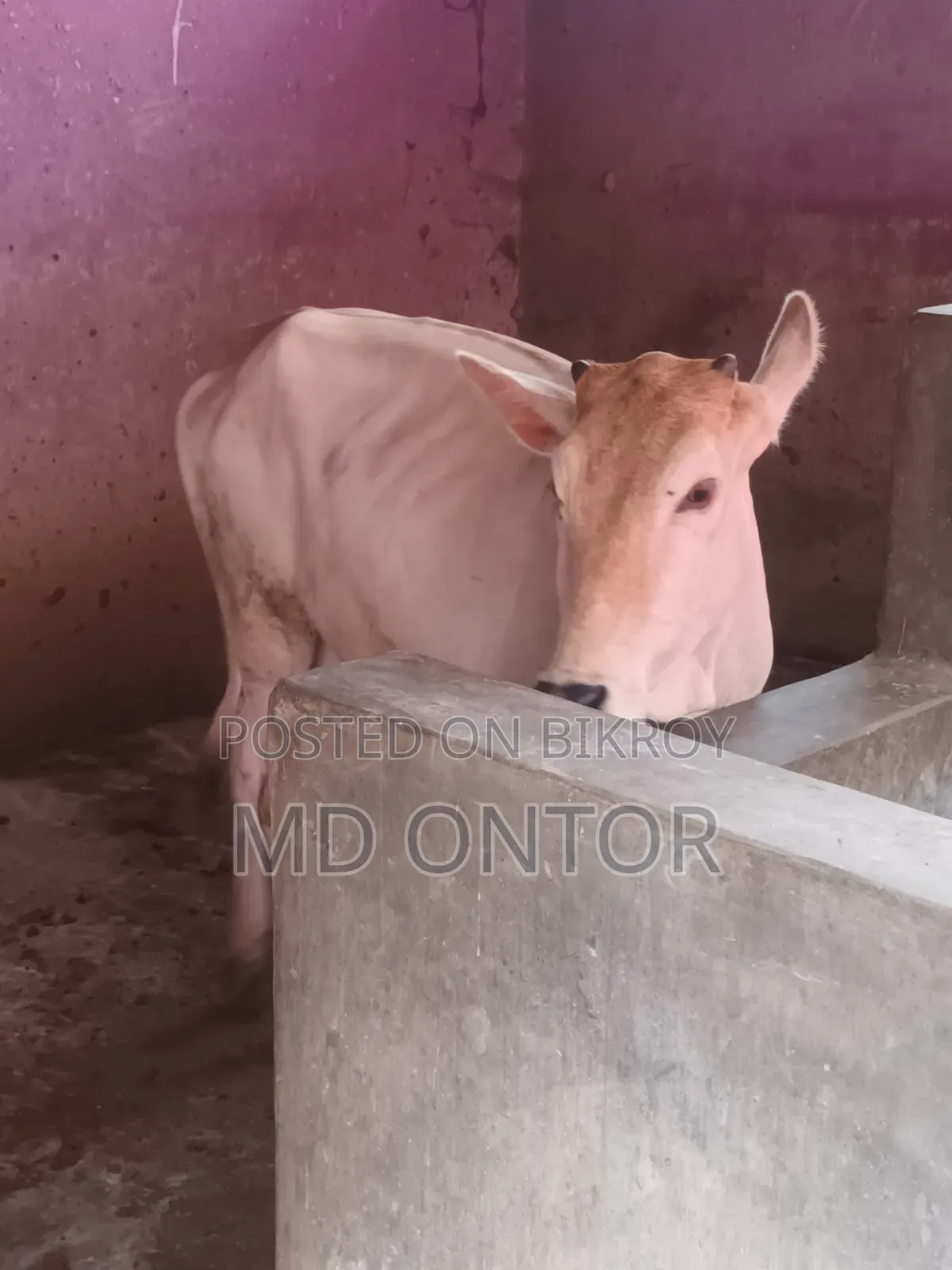 Sale Post Original Mirkadim Breed New Adult Female Cow
