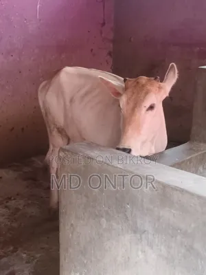 Sale Post Original Mirkadim Breed New Adult Female Cow