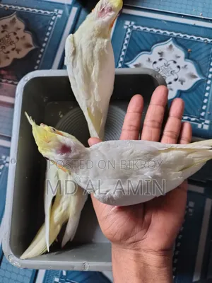 কোকাটেল বেবি