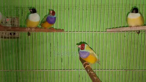 Gouldian Finch Master Pair
