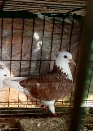 রাজ গোল্লা মাদী