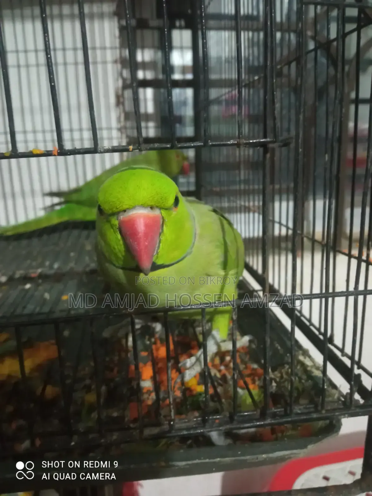 কথা বলা টিয়া পাখি