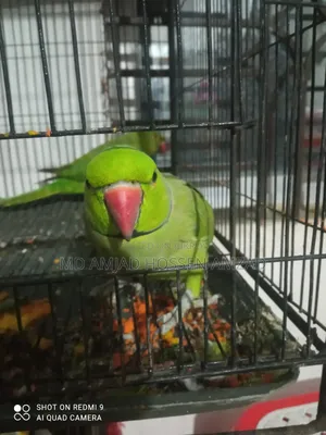 কথা বলা টিয়া পাখি