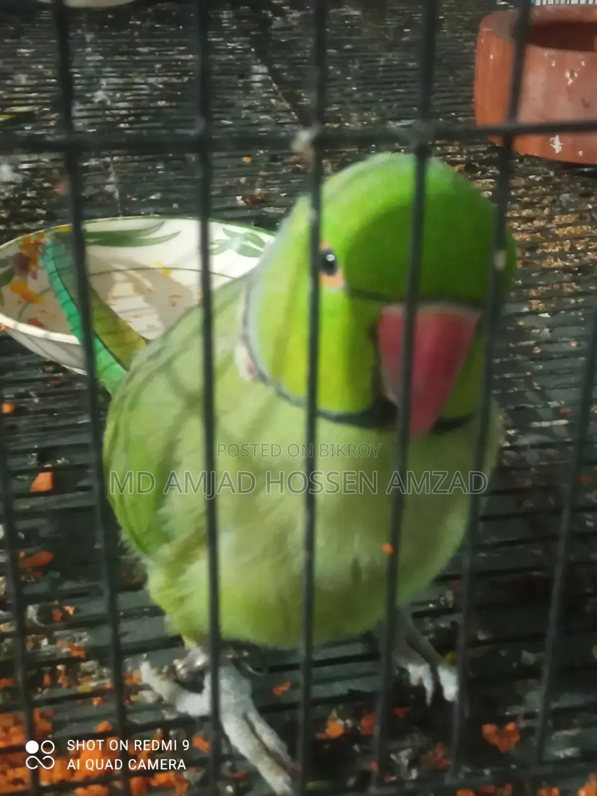 কথা বলা টিয়া পাখি