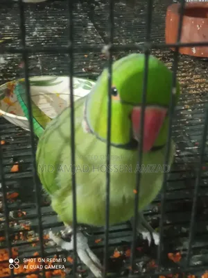 কথা বলা টিয়া পাখি