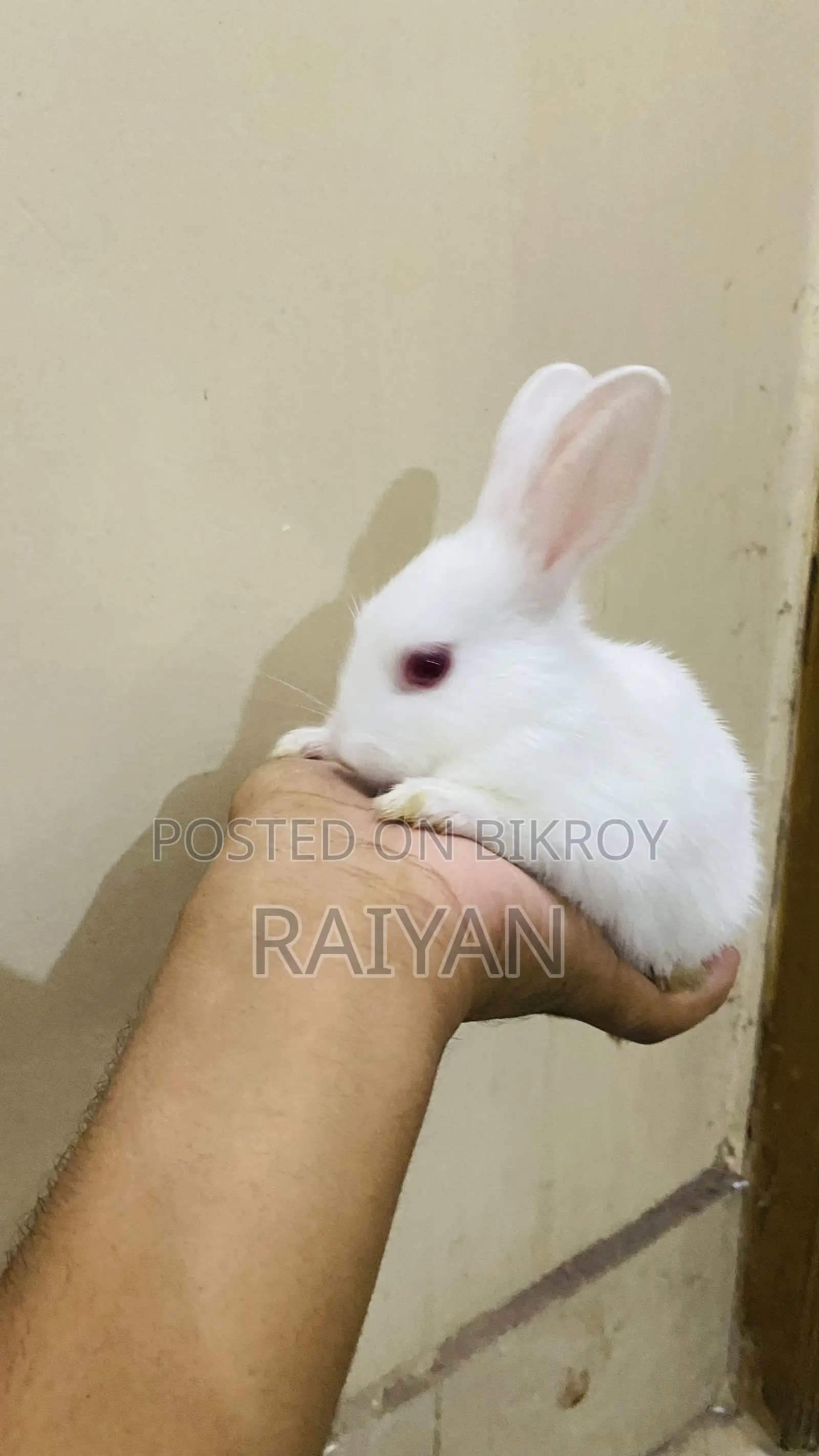 Rabbits for sale