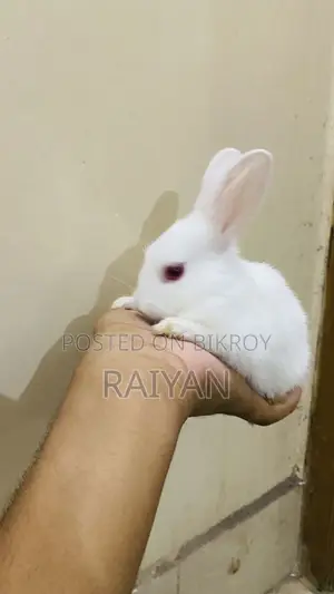 Rabbits for sale