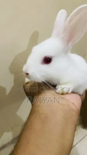 Rabbits for sale