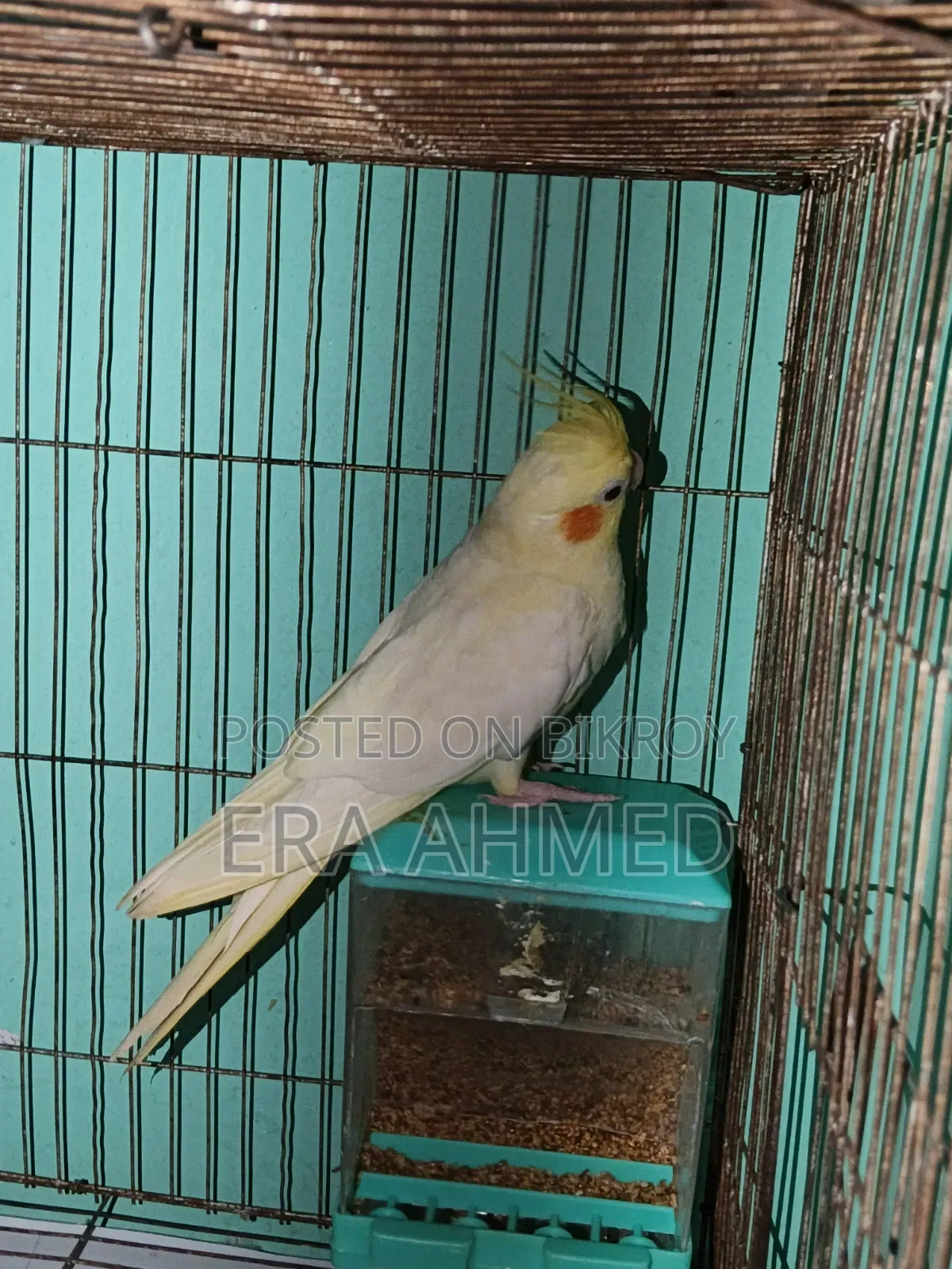 এক জোড়া রানিং ককাটেল পাখি বিক্রি হবে। লোকেশন যাত্রাবাড়ী