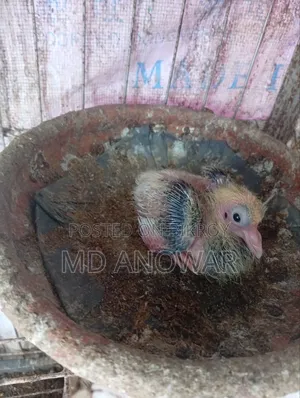 জ্যাকোবিন কবুতর