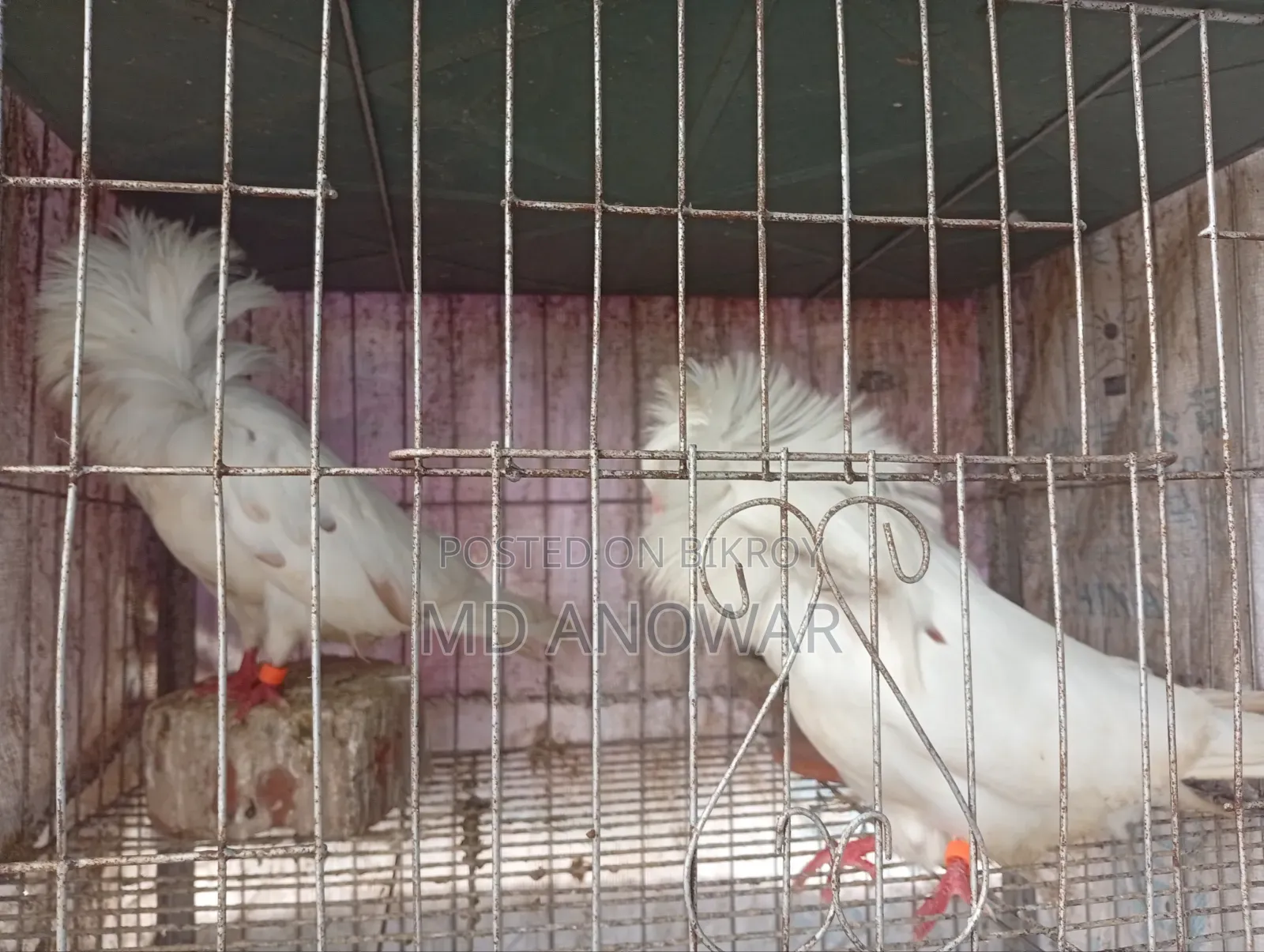 জ্যাকোবিন কবুতর