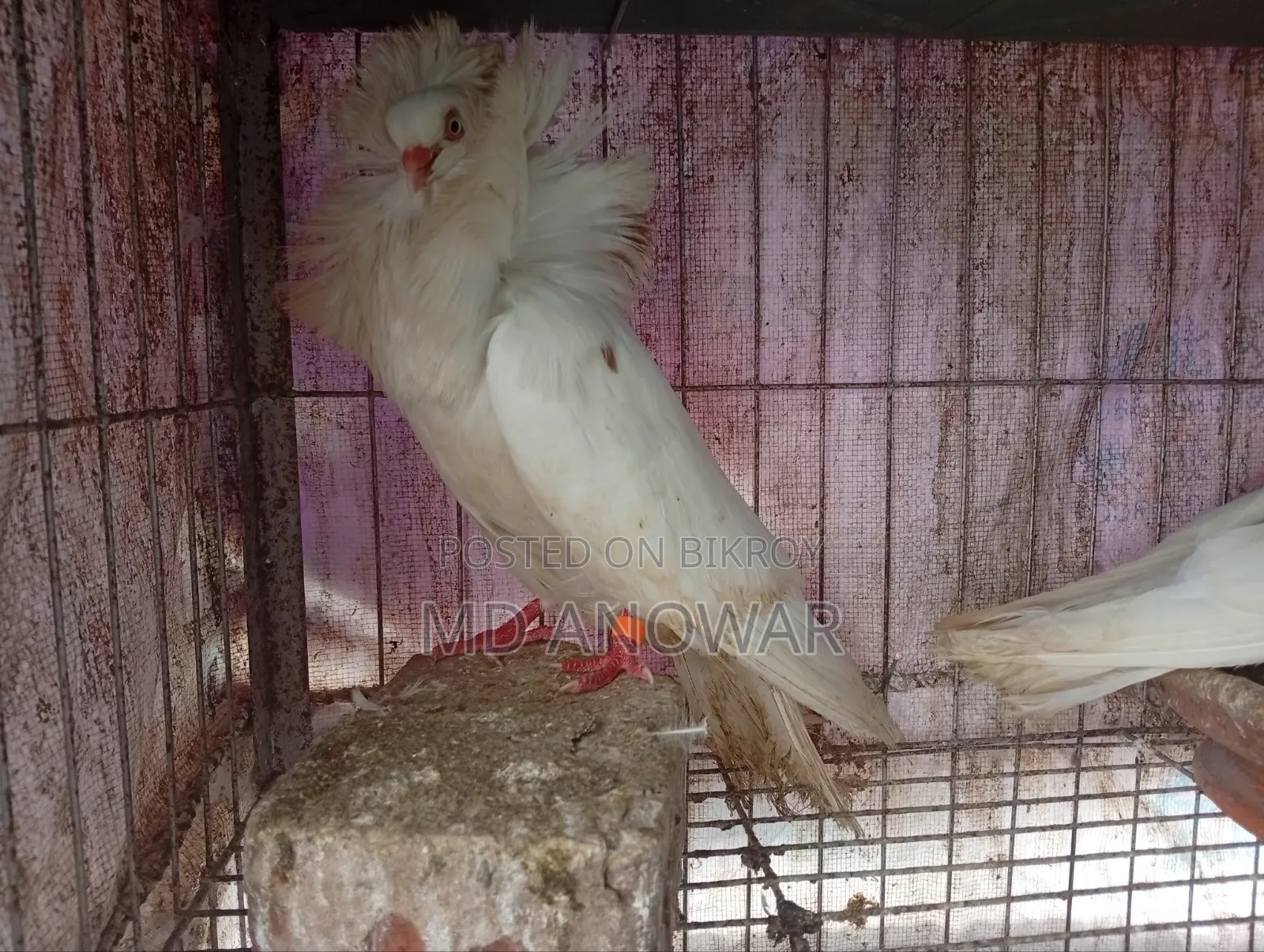 জ্যাকোবিন কবুতর