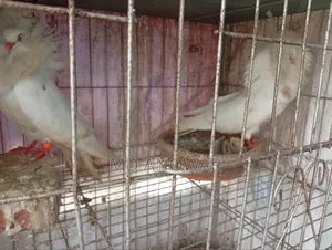 জ্যাকোবিন কবুতর