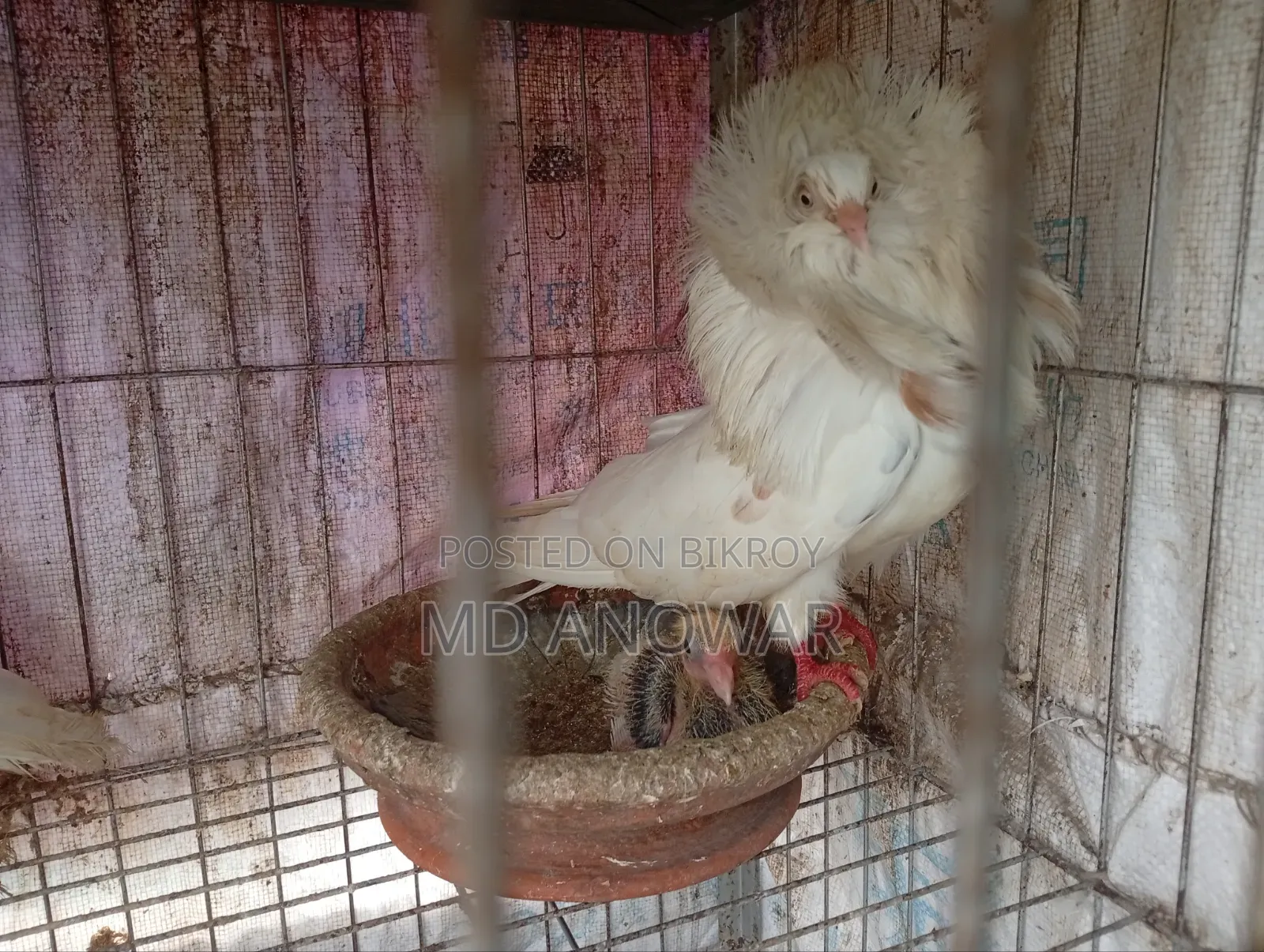 জ্যাকোবিন কবুতর