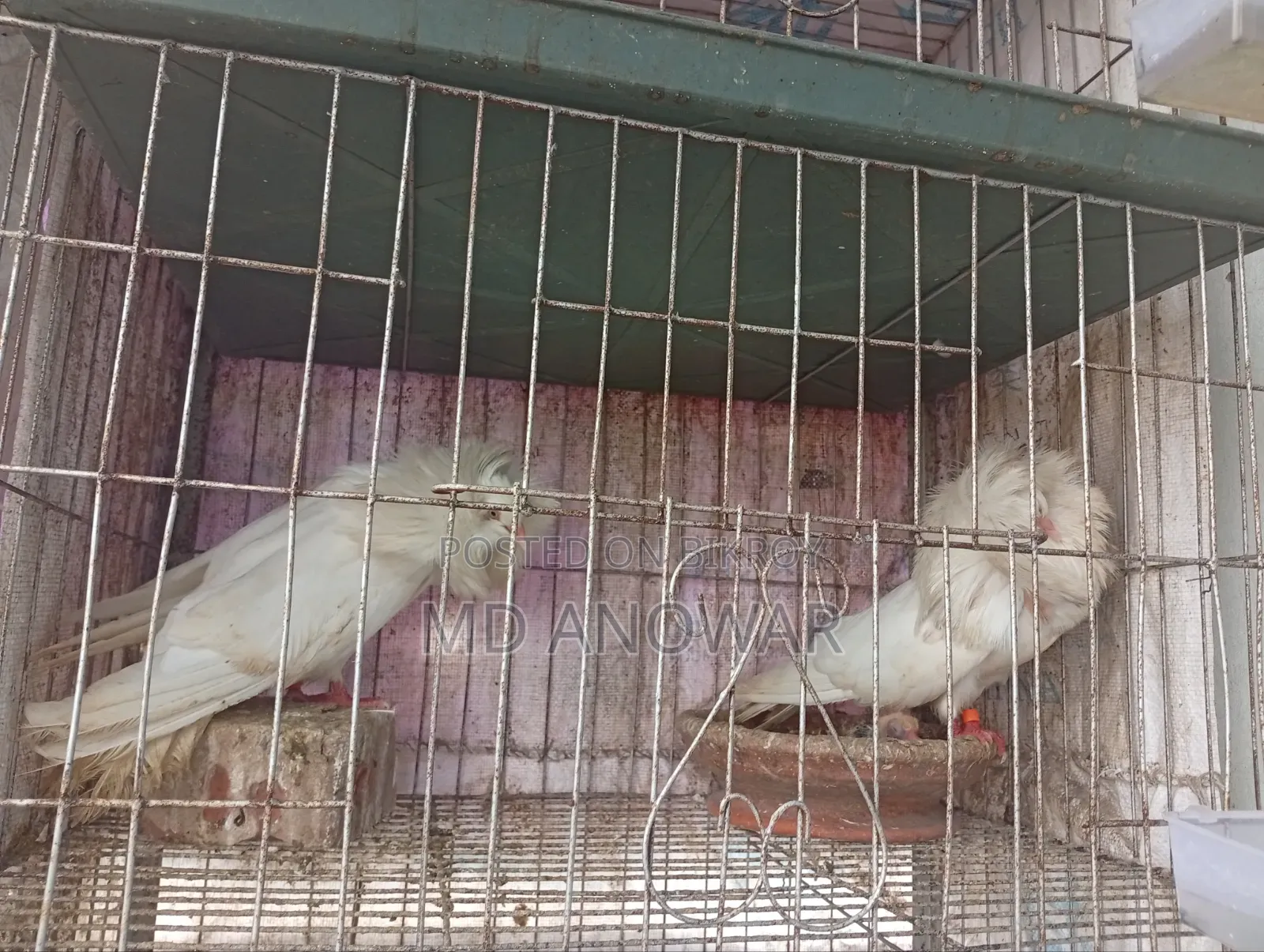 জ্যাকোবিন কবুতর