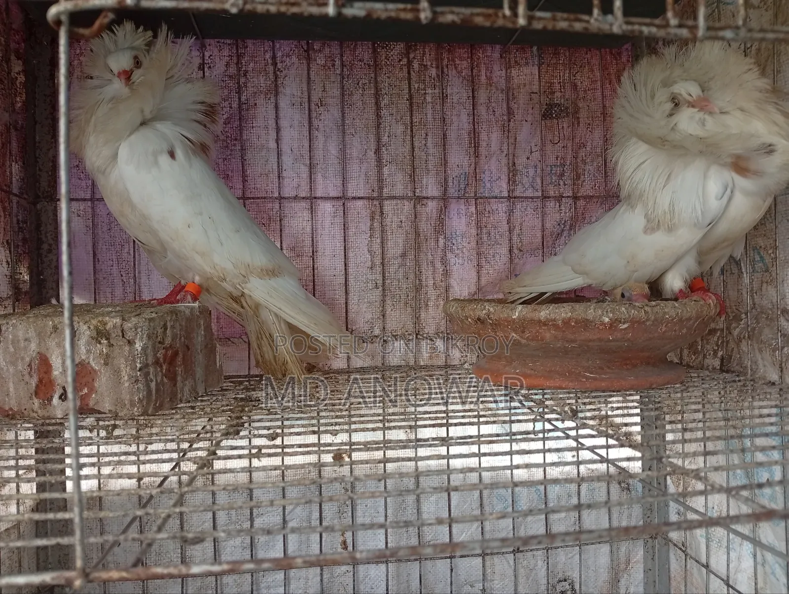 জ্যাকোবিন কবুতর