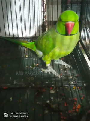 কথা বলা টিয়া পাখি