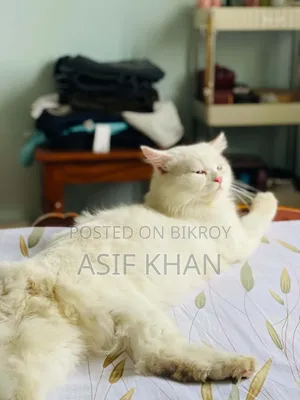 1+ Year Male Purebred Persian