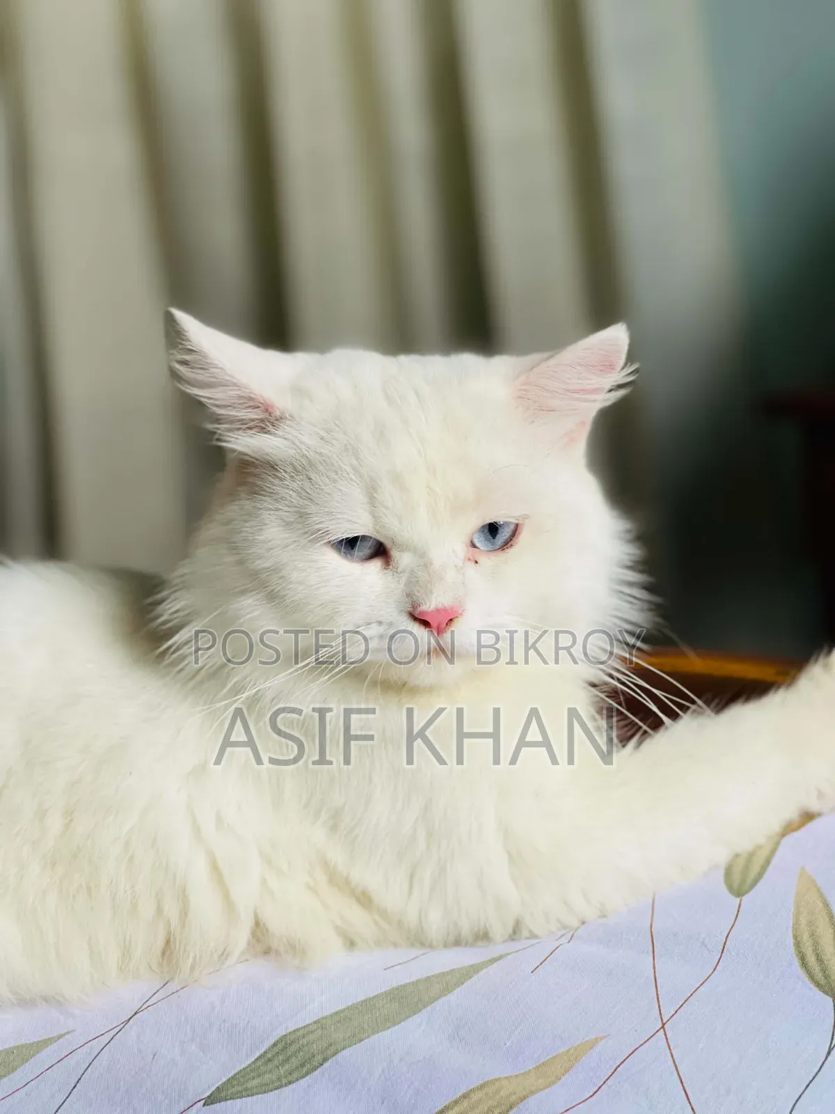 1+ Year Male Purebred Persian