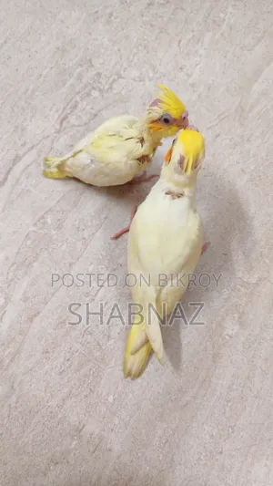 ককটেল টেম সাইজ পাখি