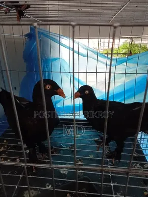 ভাই যার লাগবে যোগাযোগ করবেন