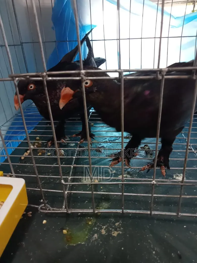 ভাই যার লাগবে যোগাযোগ করবেন