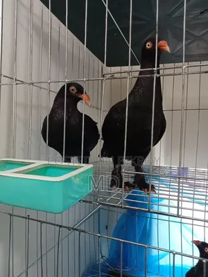 ভাই যার লাগবে যোগাযোগ করবেন