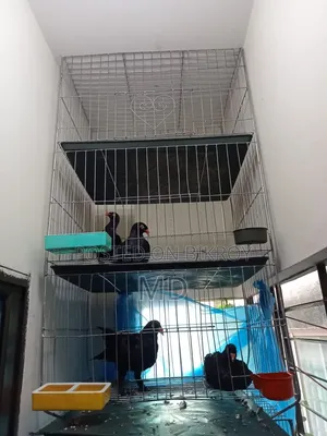 ভাই যার লাগবে যোগাযোগ করবেন