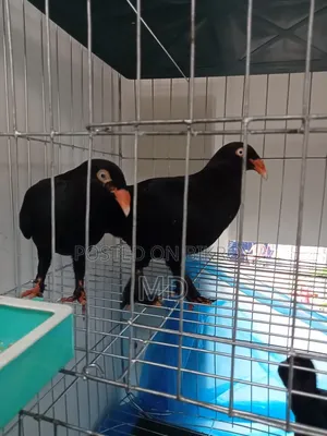 ভাই যার লাগবে যোগাযোগ করবেন