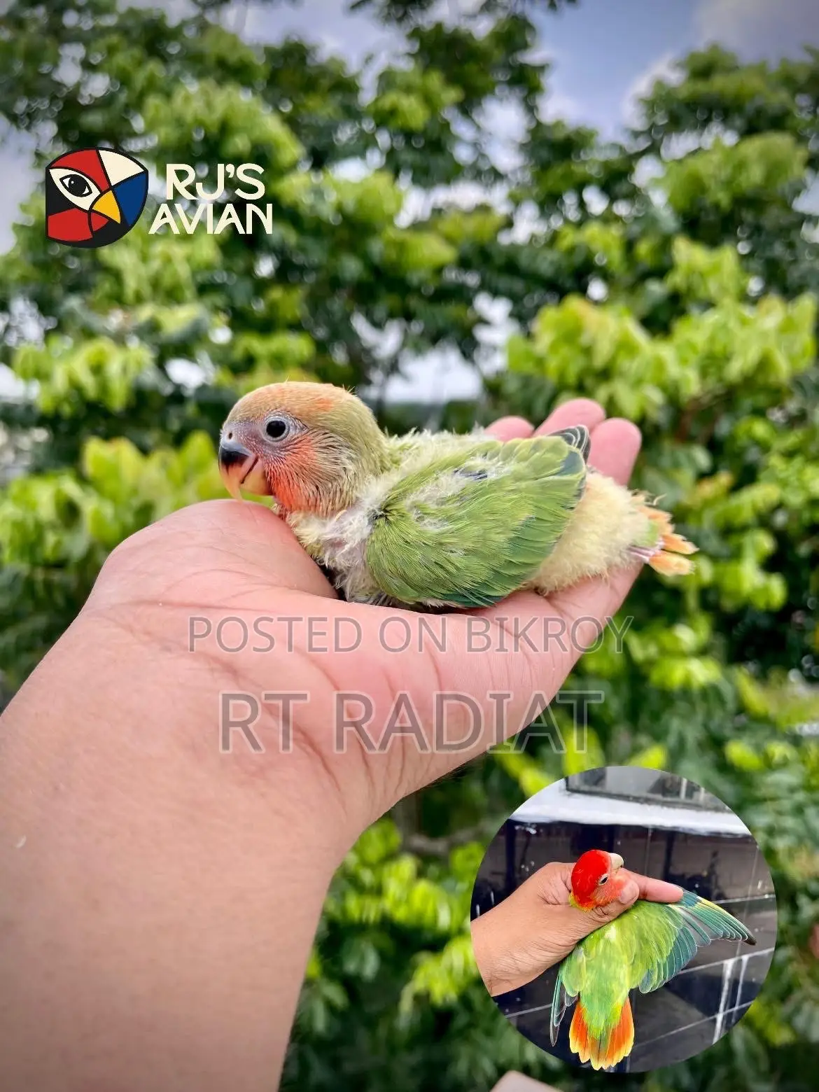 রেড অ্যান্ড অরেঞ্জ হেড লাভবার্ড বেবি