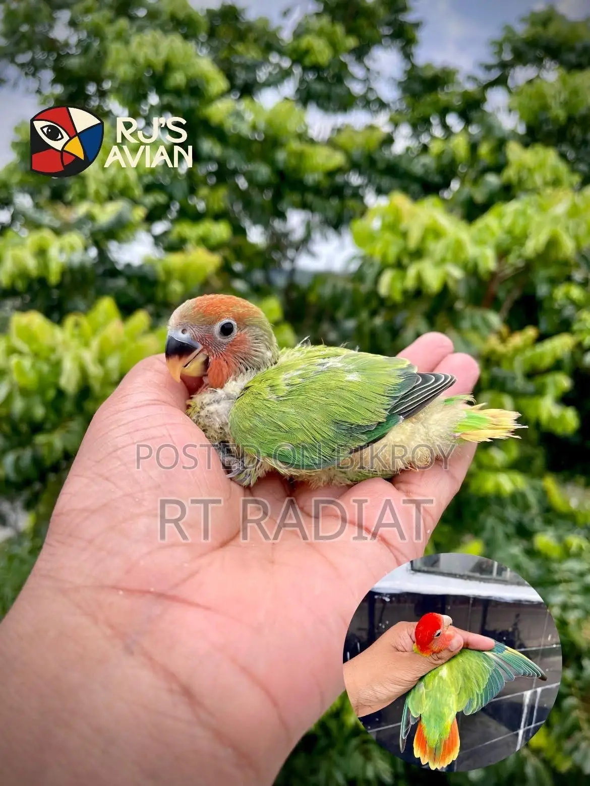 রেড অ্যান্ড অরেঞ্জ হেড লাভবার্ড বেবি