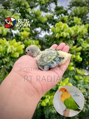 রেড অ্যান্ড অরেঞ্জ হেড লাভবার্ড বেবি