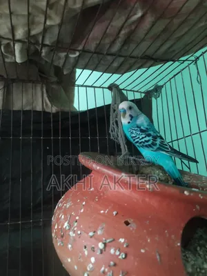 বাজিগর পাখি
