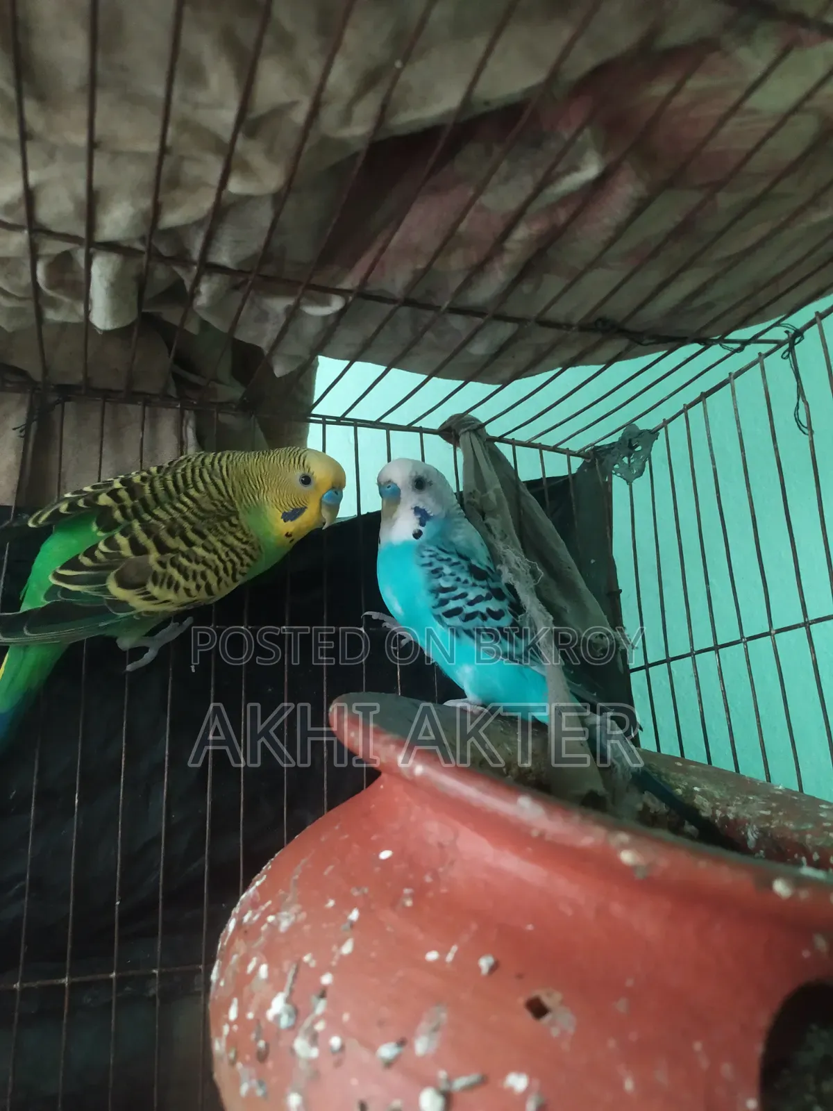 বাজিগর পাখি