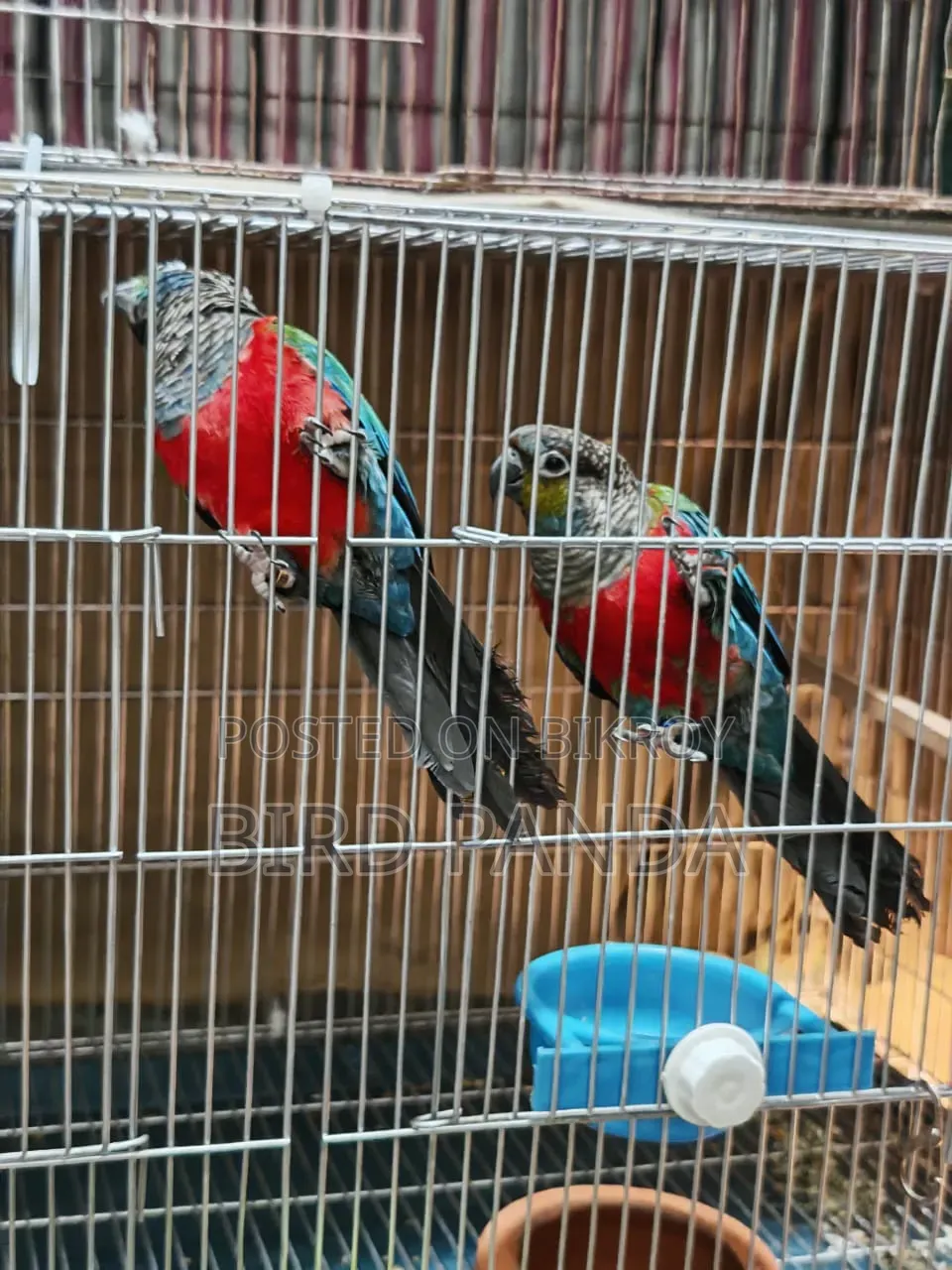 Crimson Bellied Conure Pair