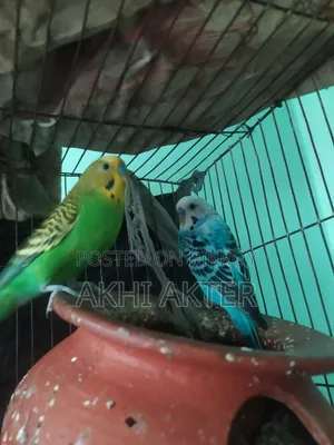 বাজিগর পাখি