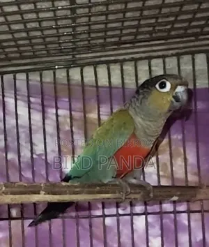 Crimson Bellied Conure Pair